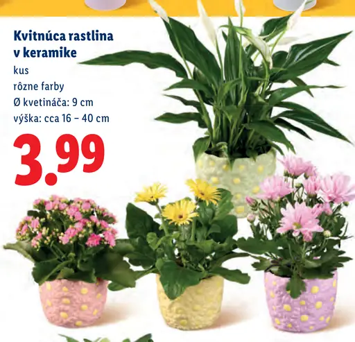 Kvitnúca rastlina v keramike