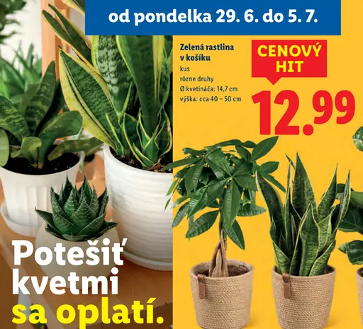 Zelené rastliny v košíku