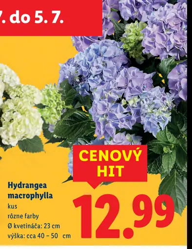 Hydrangea macrophylla kvet v kvetináči