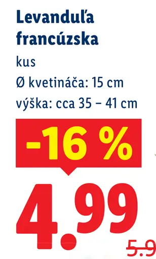 Levanduľa francúzska v kvetináči