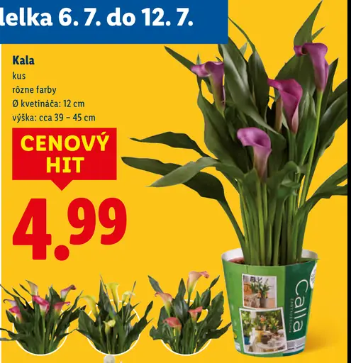 Kala kvet v črepníku
