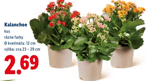 Kalanchoe kvitnúca rastlina
