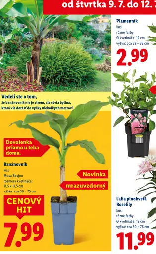 Plamenník črepníková rastlina