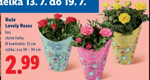 Ruža Lovely Roses – rôzne farby