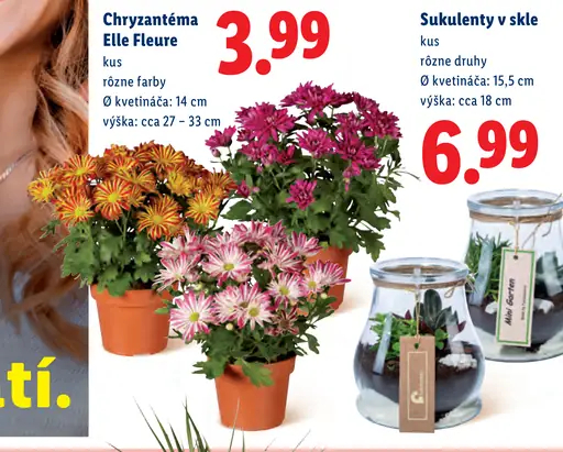 Chryzantéma Elle Fleure – rôzne farby