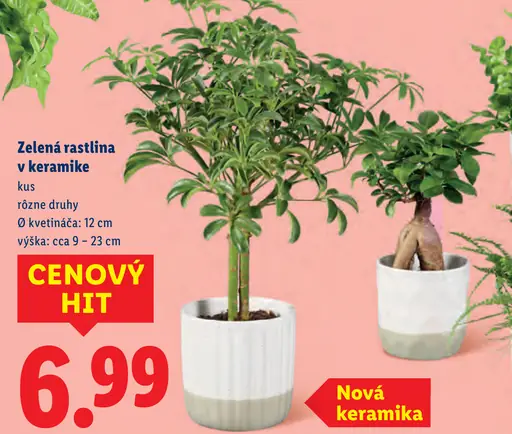 Zelená rastlina v keramike