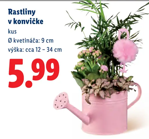 Rastliny v konvičke