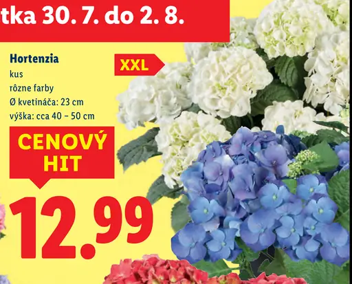 Hortenzia, rôzne farby, priemer kvetináča 23 cm, výška cca 40–50 cm