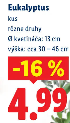 Eukalyptus, rôzne druhy, priemer kvetináča 13 cm, výška cca 30–46 cm