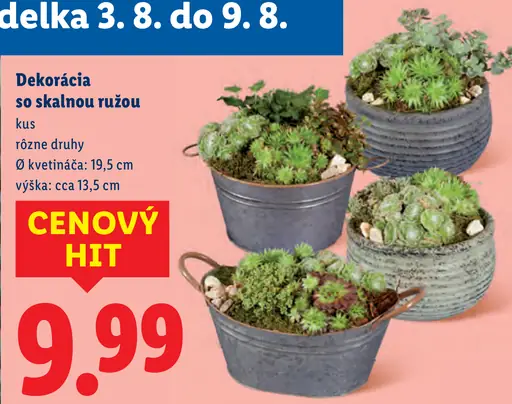 Dekorácia so skalnou ružou