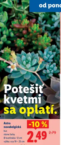 Zelená rastlina v keramike