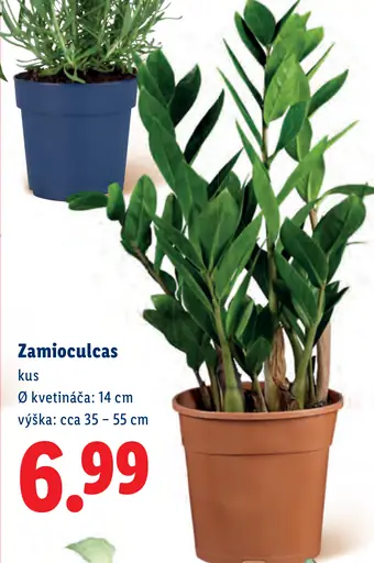 Zamioculcas