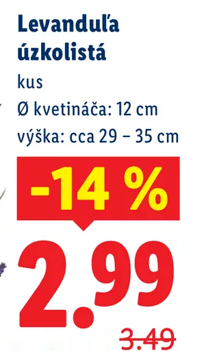 Levanduľa úzkolistá