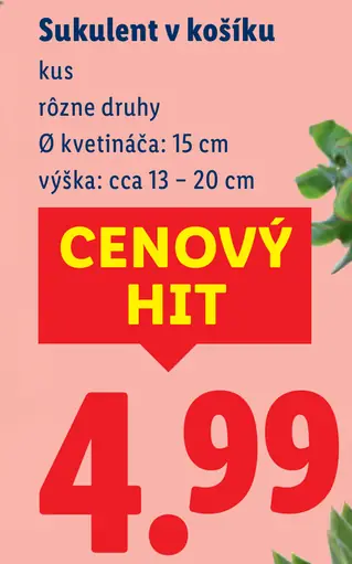 Sukulent v košíku, rôzne druhy