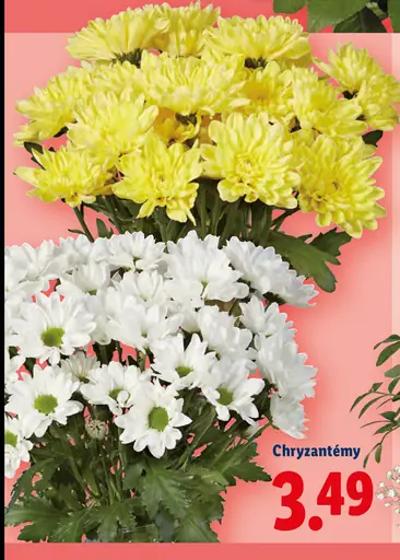 Chryzantémy