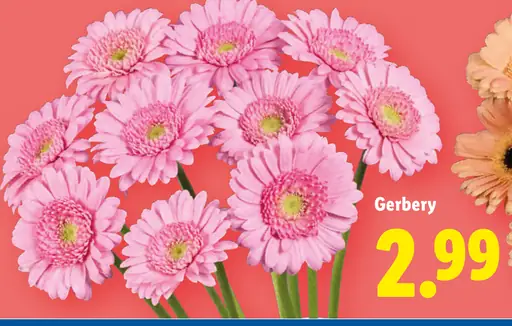 Gerbery