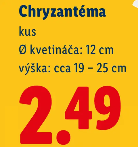 Chryzantéma