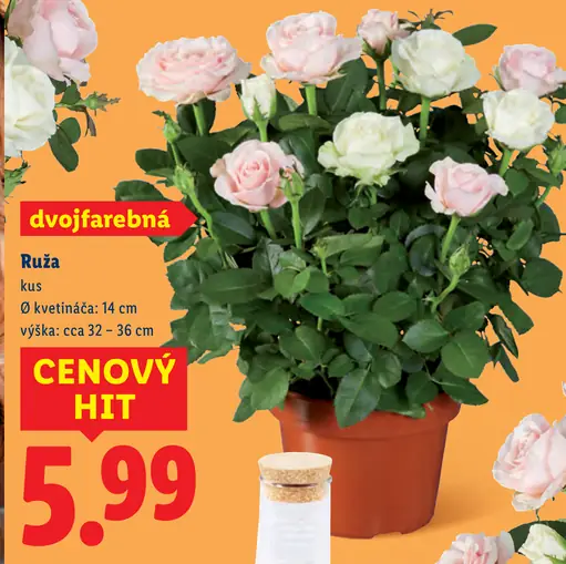Ruža dvojfarebná