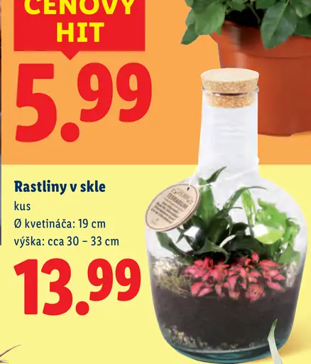 Rastlina v skle