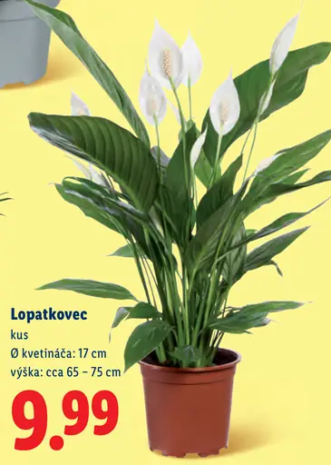 Lopatkovec