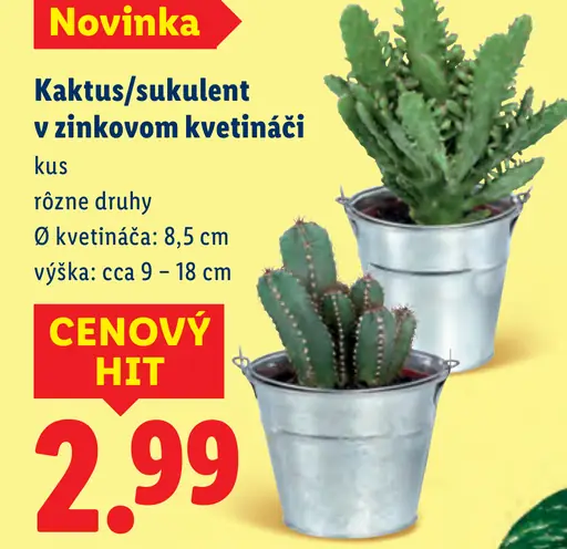 Kaktus/sukulent v zinkovom kvetináči