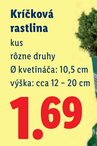 Okrasná rastlina