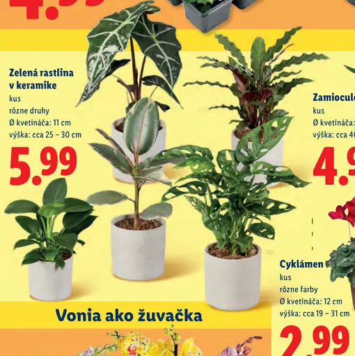 Zelená rastlina v keramike