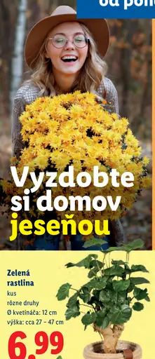 Trojfarebná chryzantéma