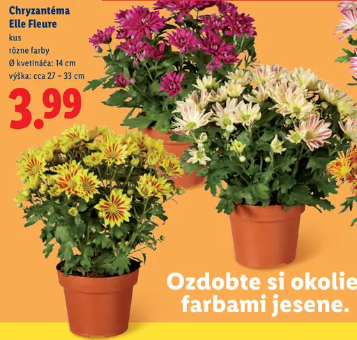 Chryzantéma Elle Fleure – rôzne farby