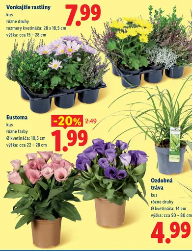 Eustoma, rôzne farby