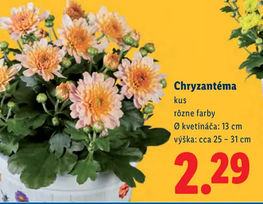 Chryzantéma, rôzne farby