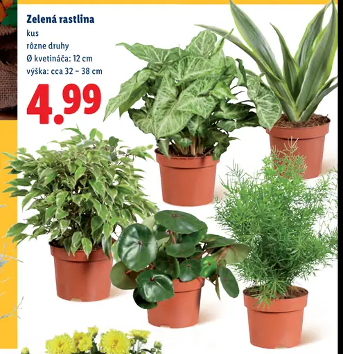 Zelená rastlina