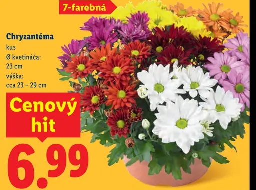 Chryzantéma 7-farebná