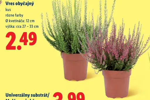 Vres obyčajný