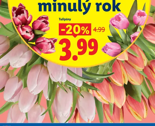 Tulipány v kvetináči