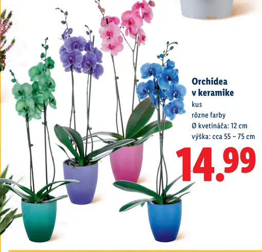 Orchidea v keramike