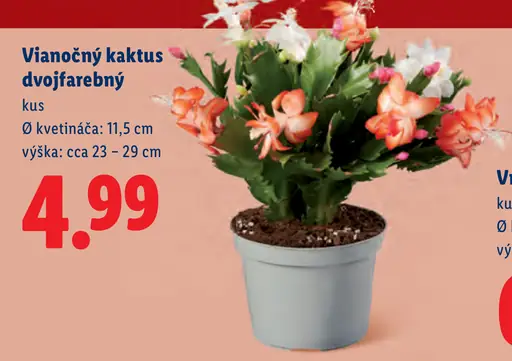 Vianočný kaktus dvojfarebný