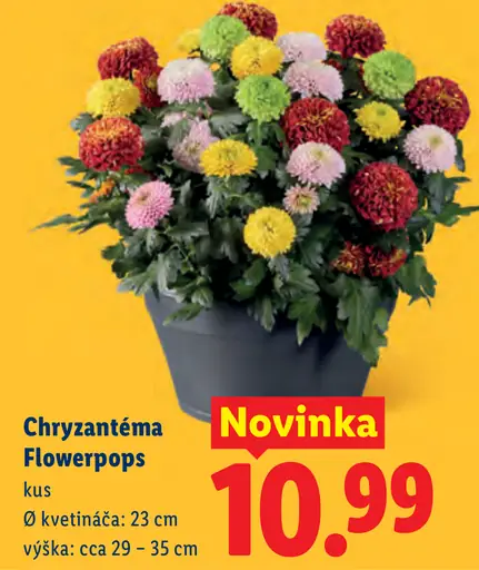 Chryzantéma Flowerpops