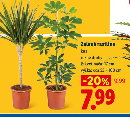 Veľká zelená rastlina rôzne druhy