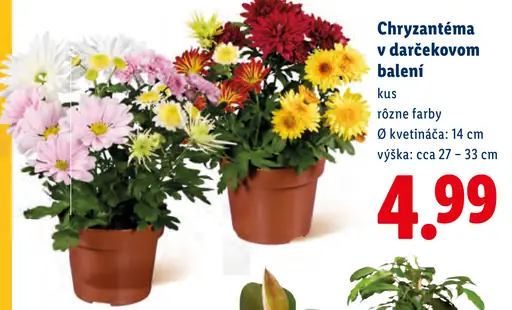 Chryzantéma v darčekovom balení, rôzne farby