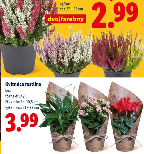 Kvitnúca rastlina, rôzne druhy