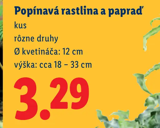 Popínavá rastlina/papraď