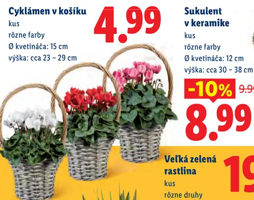 Cyklámen v košíku