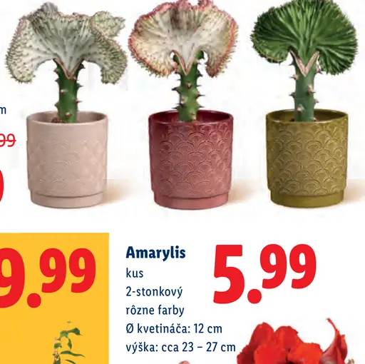 Amarylis