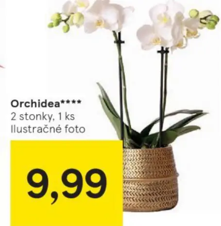 Orchidea****