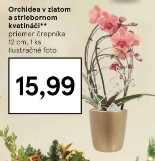 Orchidea v zlatom a striebornom kvetináči