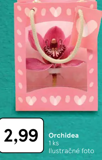 Orchidea