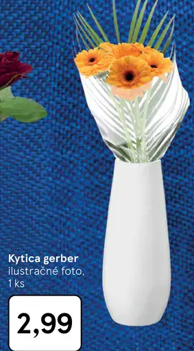 Kytica gerber
