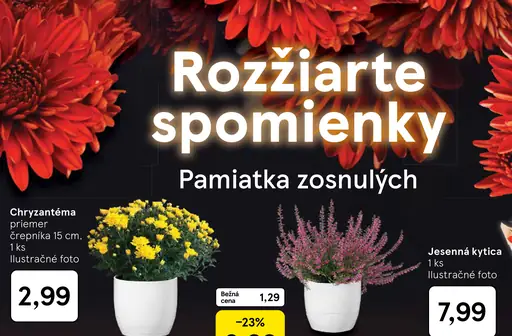 Chryzantéma