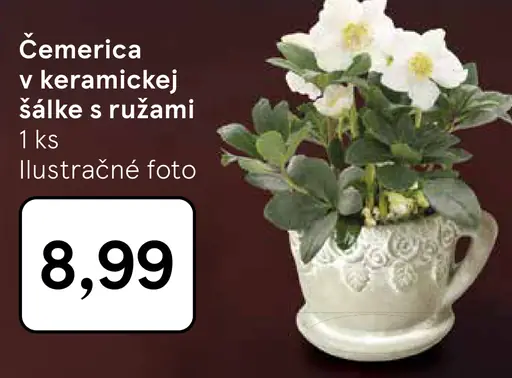 Čemerica v keramickej šálke s ružami